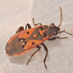 Melanocoryphus tristrami